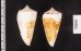 イトカケミナシ Conus tribbleifig.2
