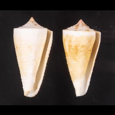 イトカケミナシ Conus tribbleifig.1