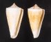 イトカケミナシ Conus tribbleifig.1