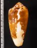 キラベッコウイモ Conus fulmen forma kiraifig.2