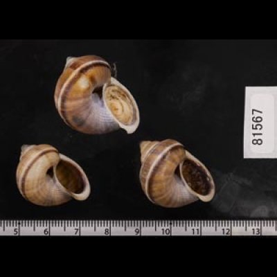 画像2: シロウネヒロクチヤマタマキビ  SALE!