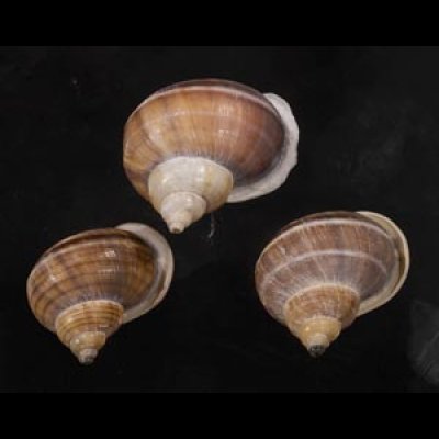 画像1: シロウネヒロクチヤマタマキビ  SALE!