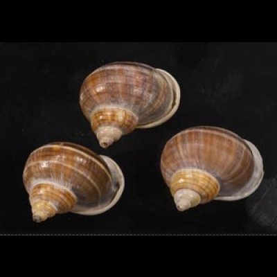 画像1: シロウネヒロクチヤマタマキビ  SALE!