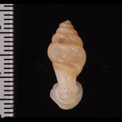 クビネジレギセル Grandinenia mirificafig.2