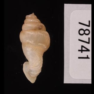 クビネジレギセル Grandinenia mirificafig.3