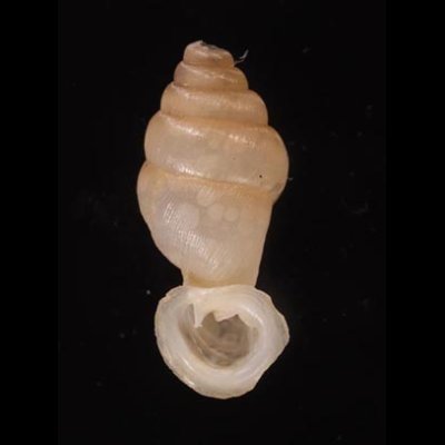 クビネジレギセル Grandinenia mirificafig.1