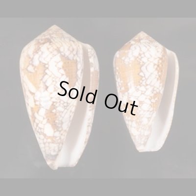マダガスカルアジロイモ Conus pennaceus behelokensisfig.1