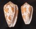 マダガスカルアジロイモ Conus pennaceus behelokensisfig.1