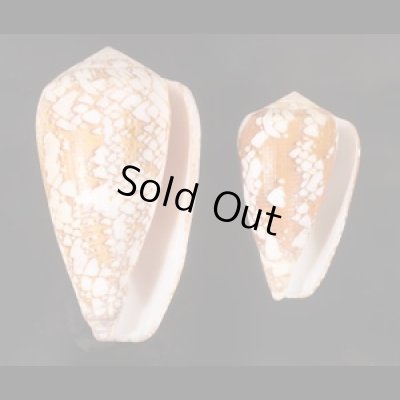 マダガスカルアジロイモ Conus pennaceus behelokensisfig.1
