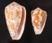 マダガスカルアジロイモ Conus pennaceus behelokensisfig.1