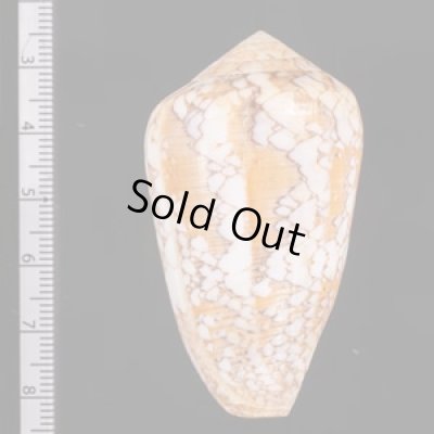 ツァーラアジロイモ (仮称) Conus  pennaceus tsarafig.2