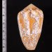 ツァーラアジロイモ (仮称) Conus  pennaceus tsarafig.2