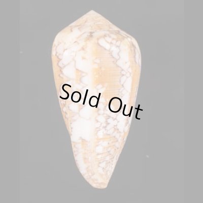 ツァーラアジロイモ (仮称) Conus  pennaceus tsarafig.3