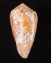 ツァーラアジロイモ (仮称) Conus  pennaceus tsarafig.3