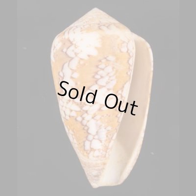 ツァーラアジロイモ (仮称) Conus  pennaceus tsarafig.1