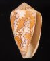 ツァーラアジロイモ (仮称) Conus  pennaceus tsarafig.1