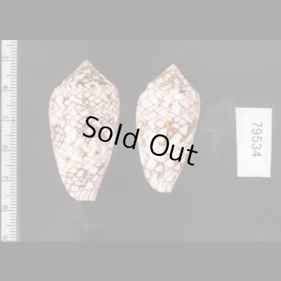 トアミタガヤサンミナシ Conus textile verriculafig.2