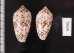トアミタガヤサンミナシ Conus textile verriculafig.2