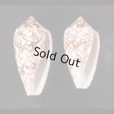 トアミタガヤサンミナシ Conus textile verriculafig.1