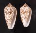 トアミタガヤサンミナシ Conus textile verriculafig.1