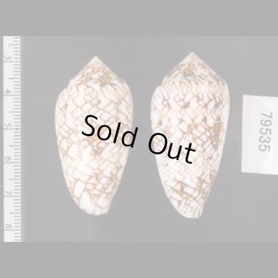トアミタガヤサンミナシ Conus textile verriculafig.2
