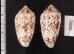 トアミタガヤサンミナシ Conus textile verriculafig.2