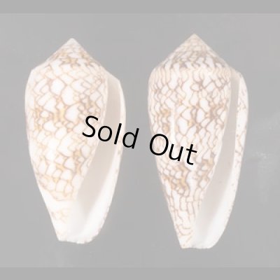 トアミタガヤサンミナシ Conus textile verriculafig.1