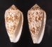トアミタガヤサンミナシ Conus textile verriculafig.1