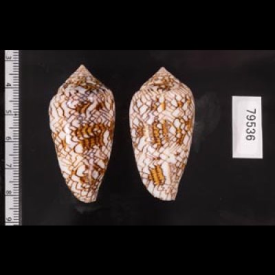 トアミタガヤサンミナシ Conus textile verriculafig.2