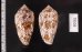 トアミタガヤサンミナシ Conus textile verriculafig.2