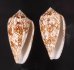トアミタガヤサンミナシ Conus textile verriculafig.1