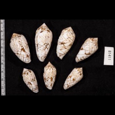 画像2: タガヤサンミナシ類  SALE!