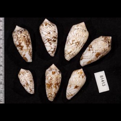 画像2: タガヤサンミナシ類  SALE!