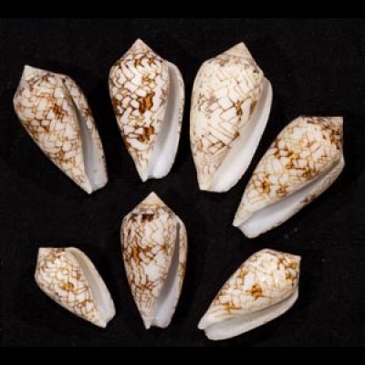 画像1: タガヤサンミナシ類  SALE!