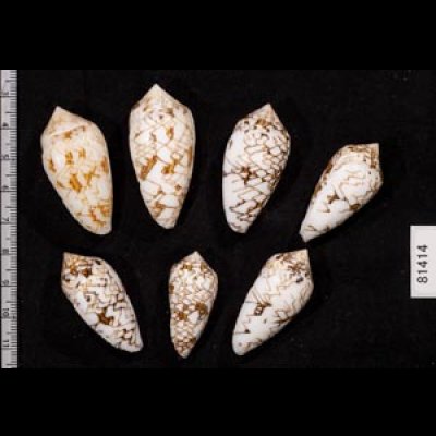 画像2: タガヤサンミナシ類  SALE!