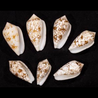 画像1: タガヤサンミナシ類  SALE!