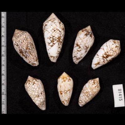 画像2: タガヤサンミナシ類  SALE!