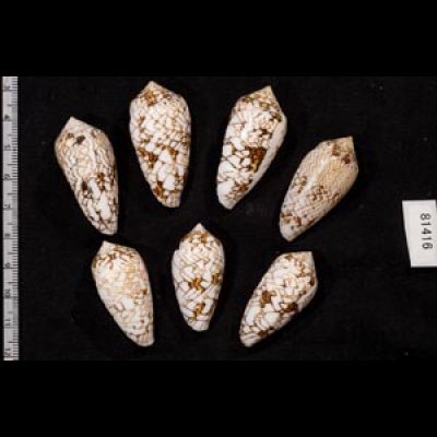 画像2: タガヤサンミナシ類  SALE!