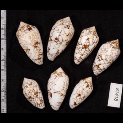 画像2: タガヤサンミナシ類  SALE!