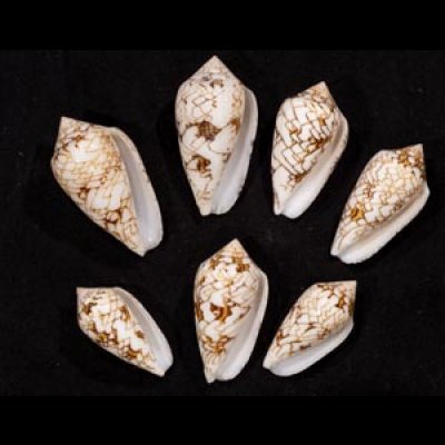 画像1: タガヤサンミナシ類  SALE!