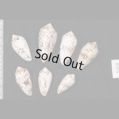 画像2: タガヤサンミナシ類  SALE!