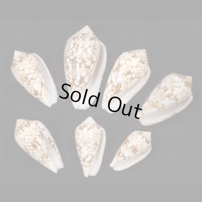 画像1: タガヤサンミナシ類  SALE!