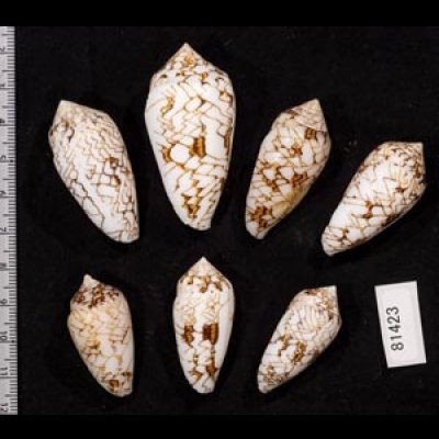 画像2: タガヤサンミナシ類  SALE!