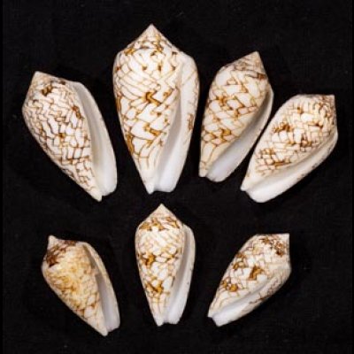 画像1: タガヤサンミナシ類  SALE!