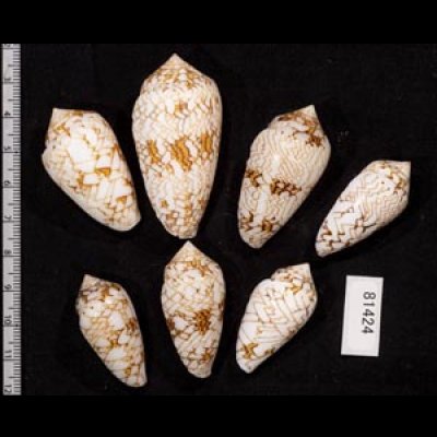 画像2: タガヤサンミナシ類  SALE!