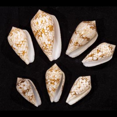 画像1: タガヤサンミナシ類  SALE!