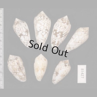 画像2: タガヤサンミナシ類  SALE!