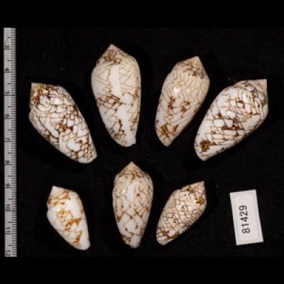 画像2: タガヤサンミナシ類  SALE!