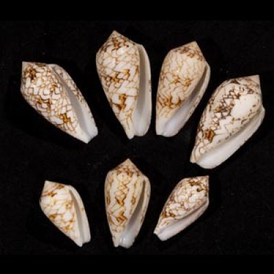 画像1: タガヤサンミナシ類  SALE!