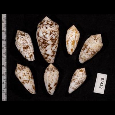 画像2: タガヤサンミナシ類  SALE!